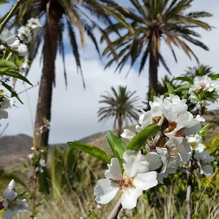 El Pirguan House, Your Oasis In La Gomera Holiday home